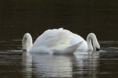 Cygne tuberculé