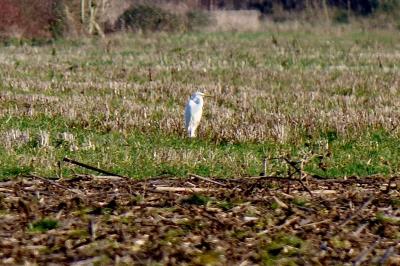 Grande Aigrette
