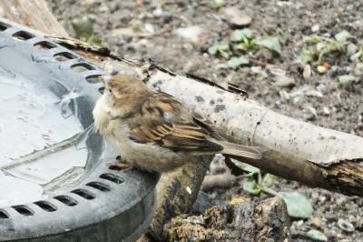 Moineau domestique