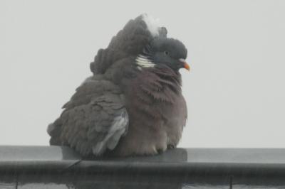 Pigeon ramier