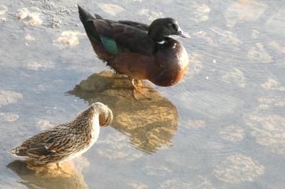 Canard colvert