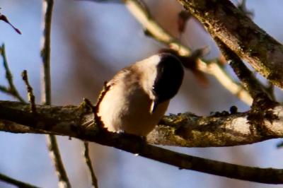 Mésange nonnette