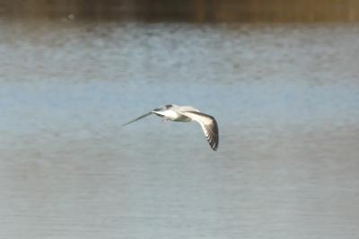 Mouette pygmée