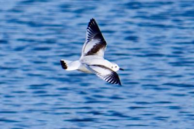 Mouette pygmée