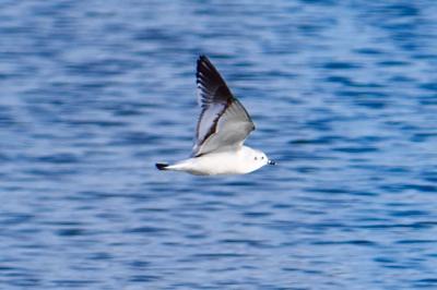 Mouette pygmée