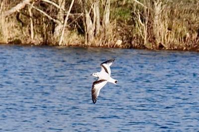 Mouette pygmée