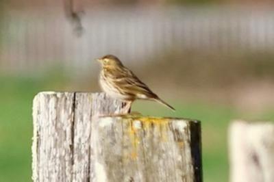 Pipit farlouse
