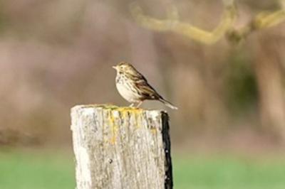 Pipit farlouse