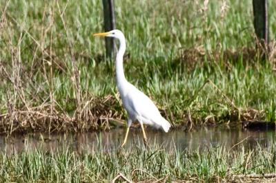 Grande Aigrette