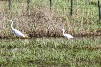 Aigrette garzette