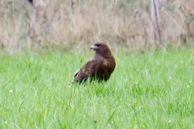 Buse variable