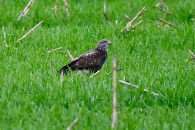 Buse variable