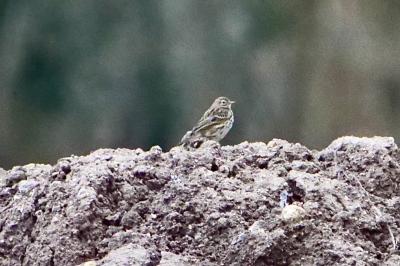Pipit farlouse