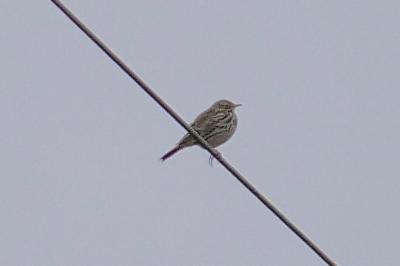 Pipit farlouse