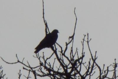 Pigeon colombin