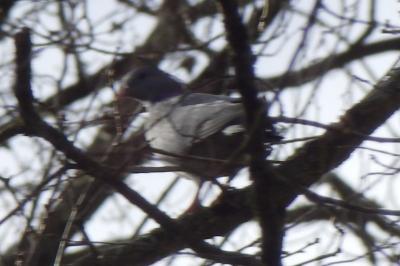 Pigeon colombin
