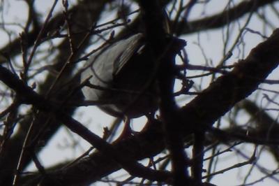 Pigeon colombin
