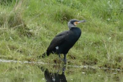 Grand Cormoran