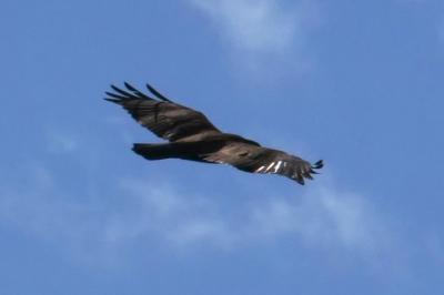 Buse variable