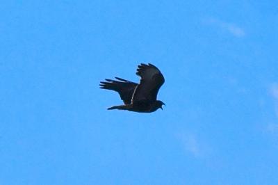 Buse variable