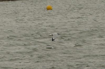 Mouette pygmée