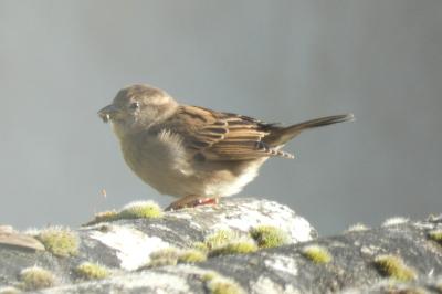 Moineau domestique