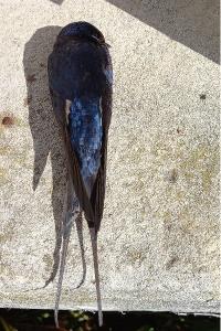 Hirondelle rustique