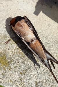 Hirondelle rustique