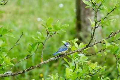 Mésange bleue