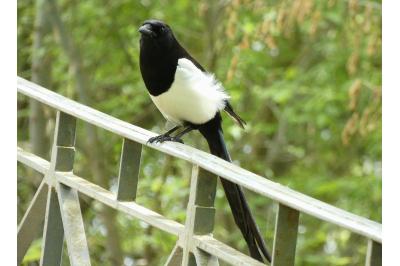 Pica pica
