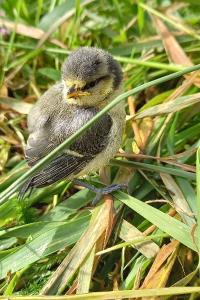 Mésange bleue