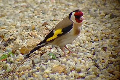 Chardonneret élégant