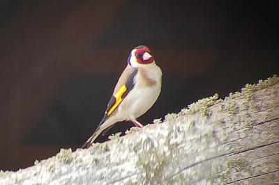 Chardonneret élégant