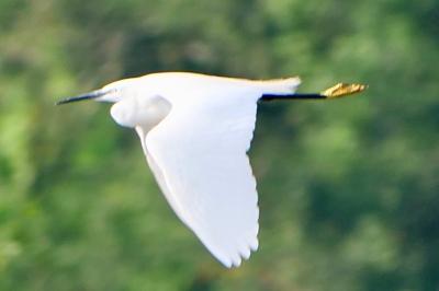 Aigrette garzette