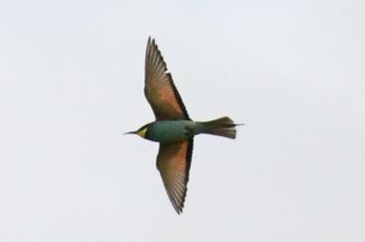 Merops apiaster