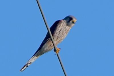 Faucon crécerelle