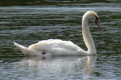 Cygne tuberculé