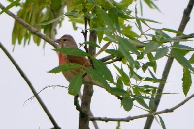 Linotte mélodieuse