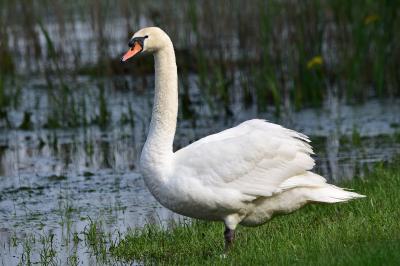 Cygne tuberculé