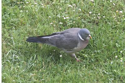 Pigeon ramier