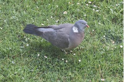 Pigeon ramier