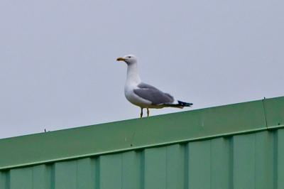 Larus michahellis