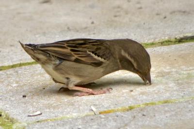 Moineau domestique