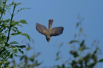 Hippolais polyglotta