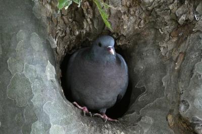 Pigeon colombin