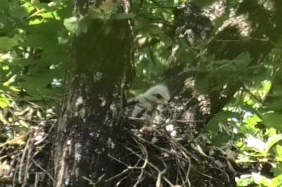 Buse variable