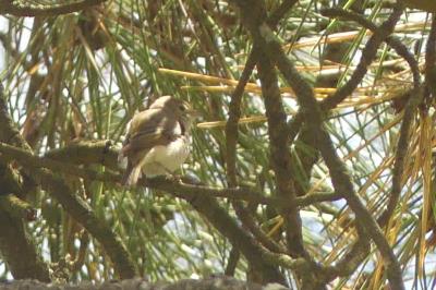 Pouillot de Bonelli