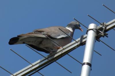 Pigeon ramier