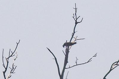 Balbuzard pêcheur
