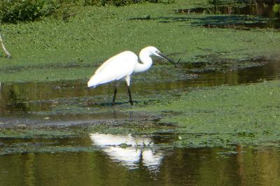 Aigrette garzette